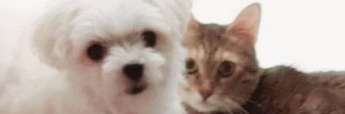 melonpan602's profile banner image