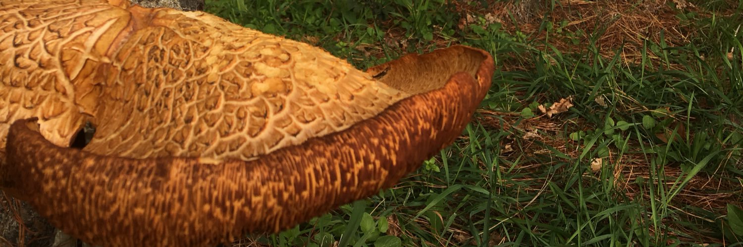 sciencenz's profile banner image