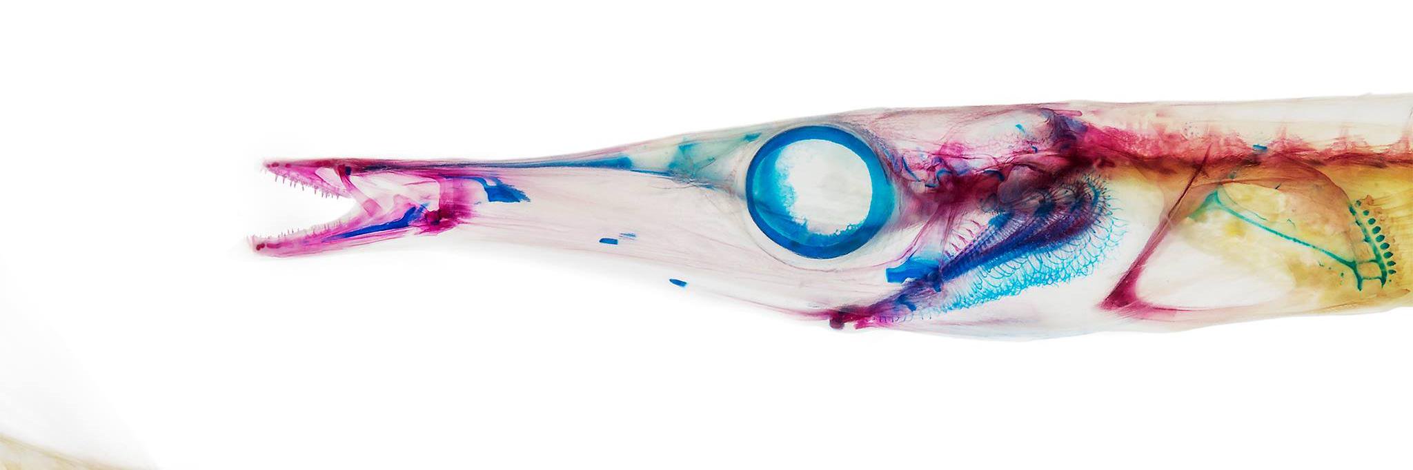 Alexandra Ávila L, banner