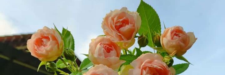 ttiramissue's profile banner image