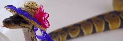 Cinnamon_Quin's profile banner image