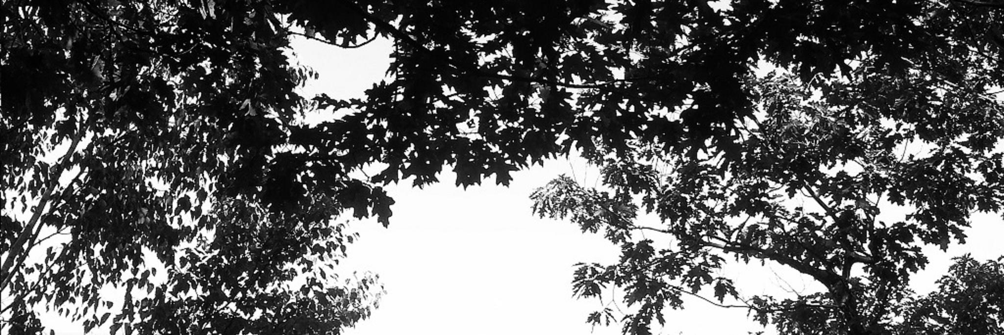 Frontside🕊️ banner