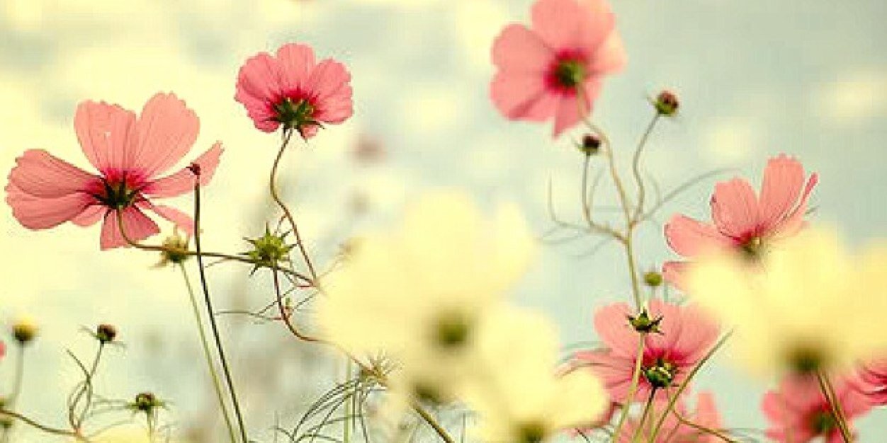 Bilaa_Putri's profile banner image
