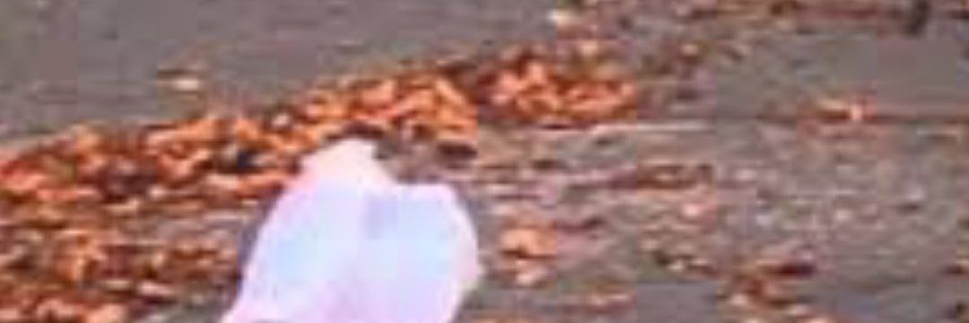 rickycamera's profile banner image