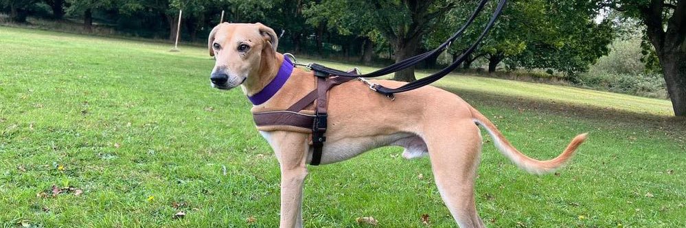 Lurcher SOS 🐾🐾's banner