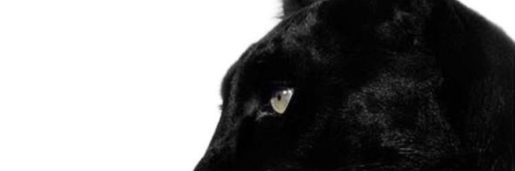 alvesca4's profile banner image