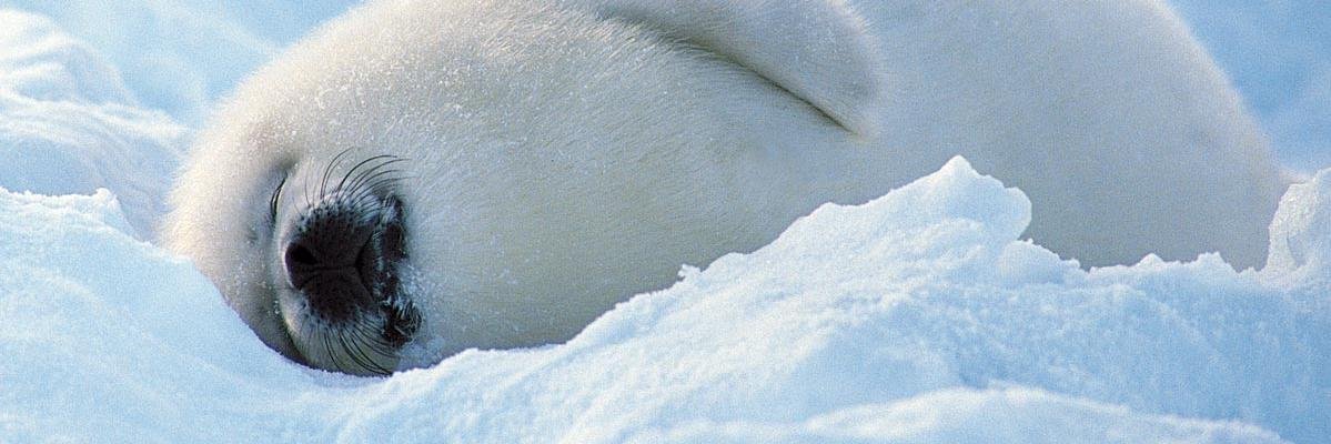 Wildo_dono's profile banner image