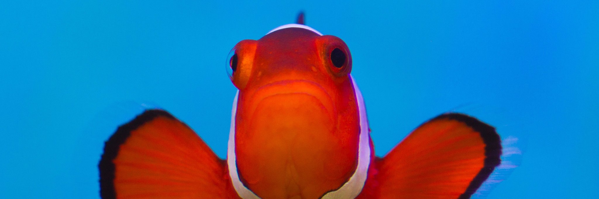 OceanicPhotos's profile banner image
