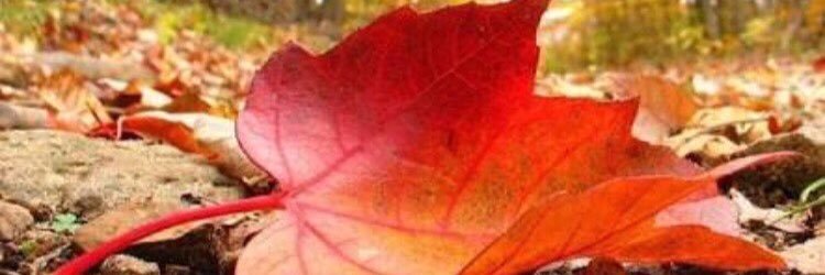 hacianarr's profile banner image