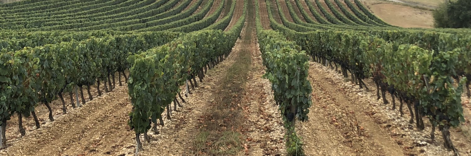 moha_sommelier's profile banner image