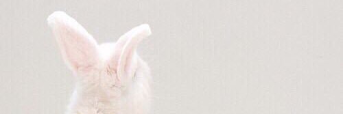 rabbit_yt's profile banner image