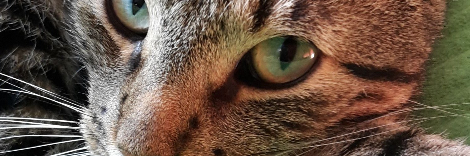 SliedregtCees's profile banner image