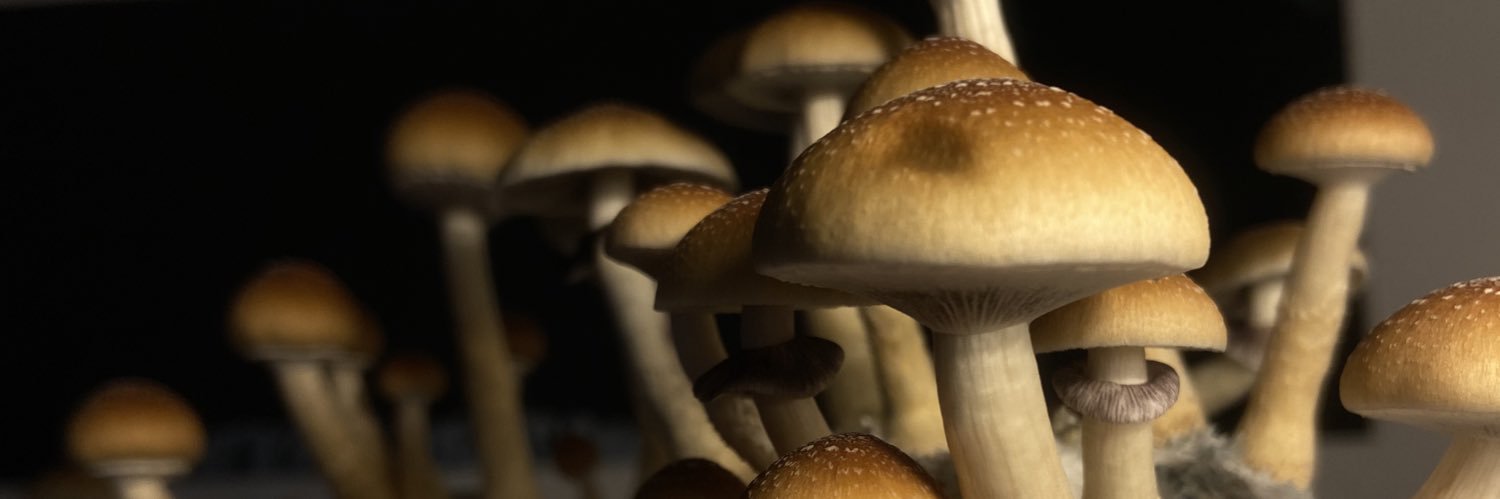 Sound Healer ✨ banner