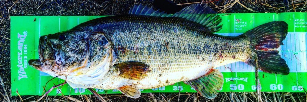 katoch_fishing's profile banner image