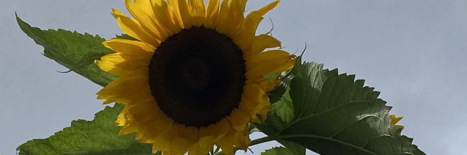 bernifuller's profile banner image