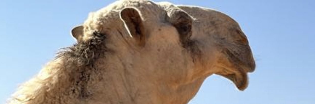 alshayb80's profile banner image
