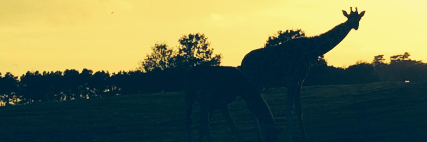 NicolleKnapper's profile banner image