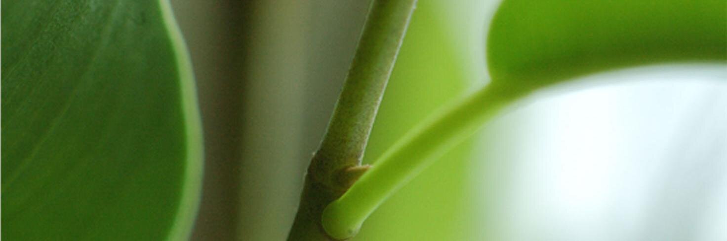 Joanke Sierksma banner