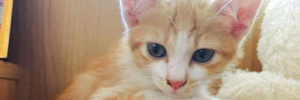 pd_ooppo's profile banner image