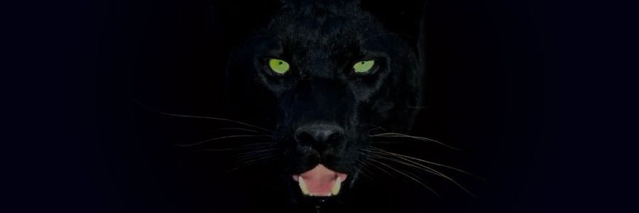 JordanElBalawi's profile banner image