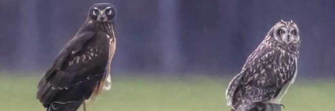 EeveE63's profile banner image