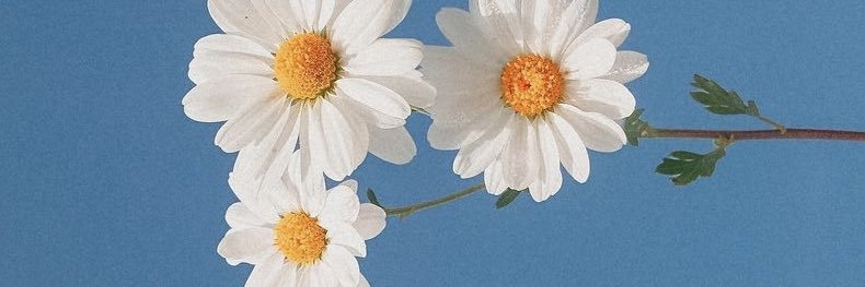 adellins banner