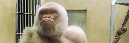 MOOCH aka MOUCH aka Vanilla Gorilla banner