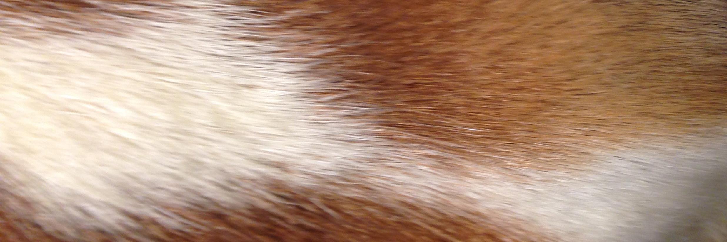 Anna Blomberg banner