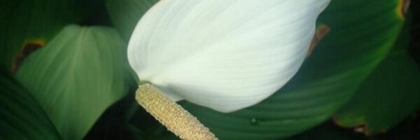 AChauvenet Profile Banner