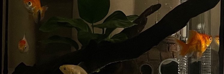 . banner