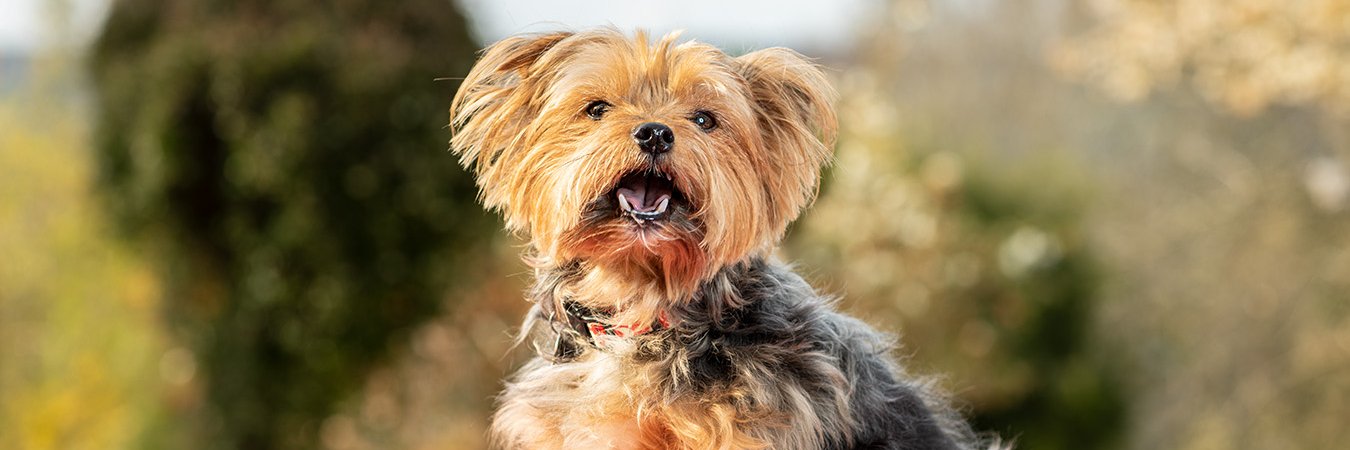 SnapperTheDog's profile banner image