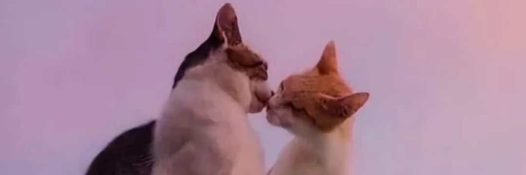 hugmefer's profile banner image