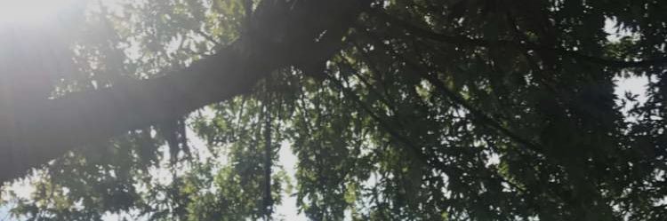 dloosaleh's profile banner image
