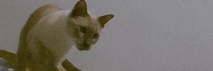 _Mapachin_'s profile banner image