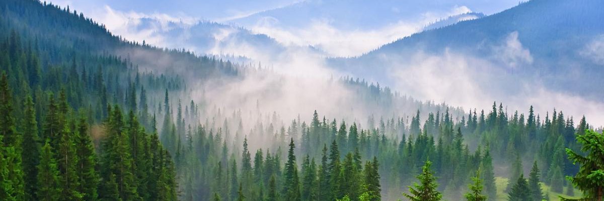 Virginia Loggers banner