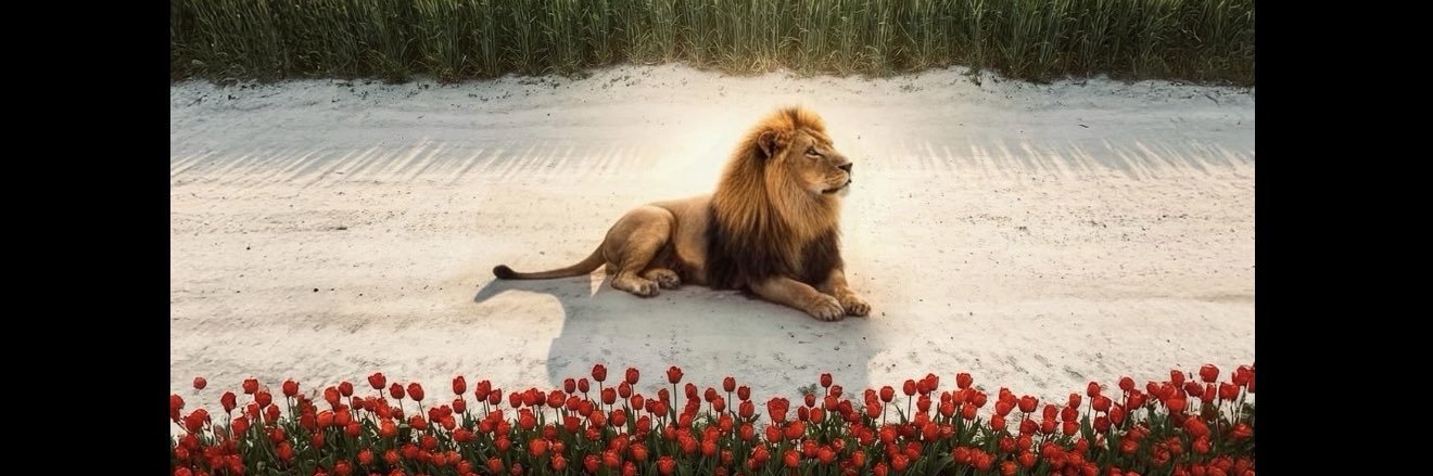 FeatherOfPhoenix banner