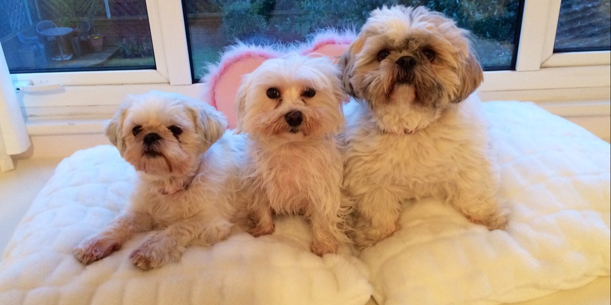 Deborah Daniels Ⓥ banner