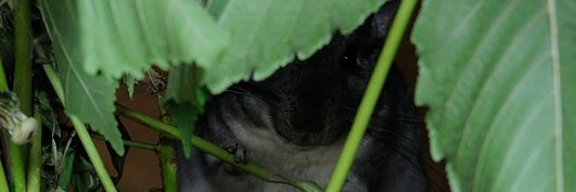 MurxPickwick's profile banner image