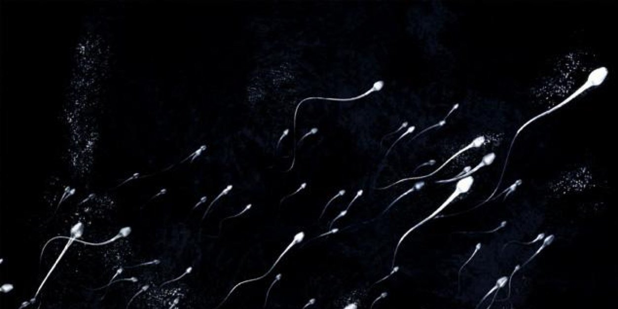 Reproducción Animal/Animal Reproduction banner