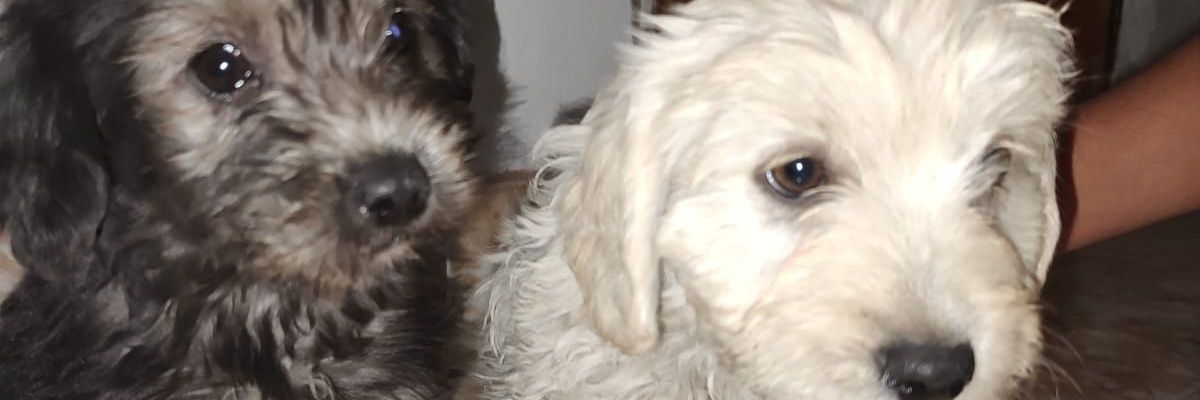 Nikko_Coroneel's profile banner image
