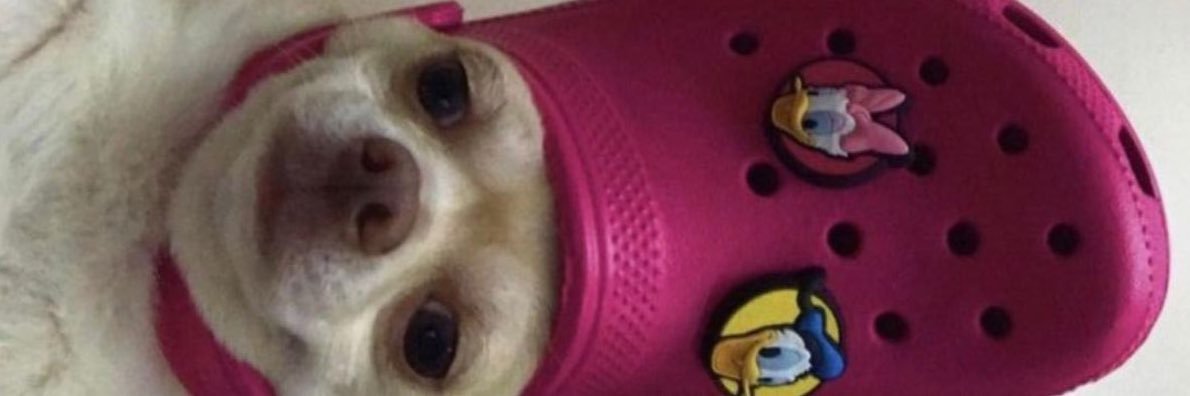 smaceyauklis's profile banner image