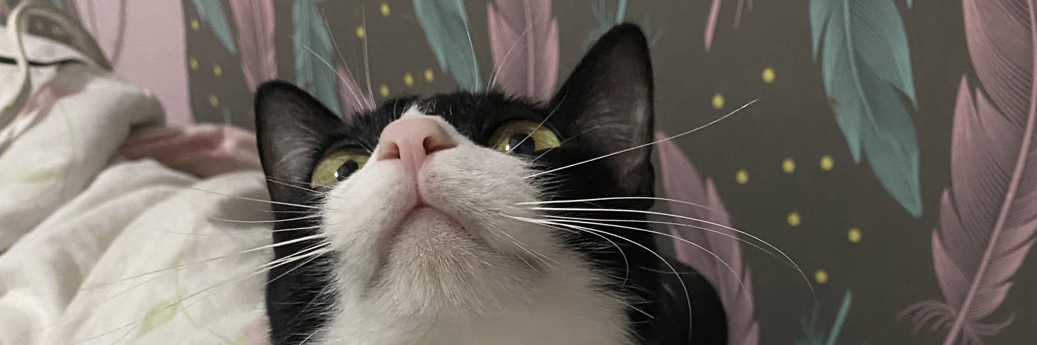 annabgalli's profile banner image