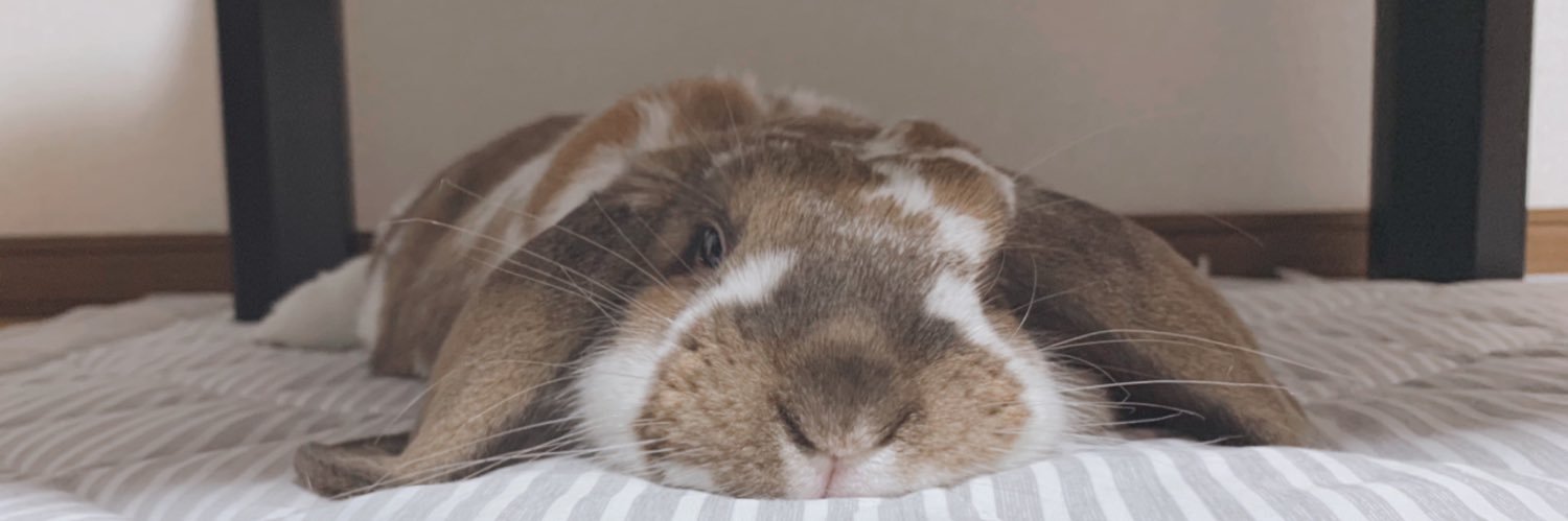 うーさん🐰(飼い主) banner