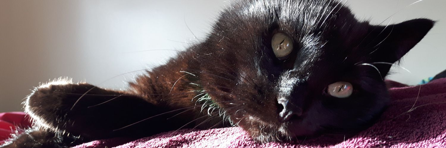 LemonMelazoo's profile banner image