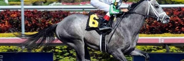 ArindelFarm Profile Banner
