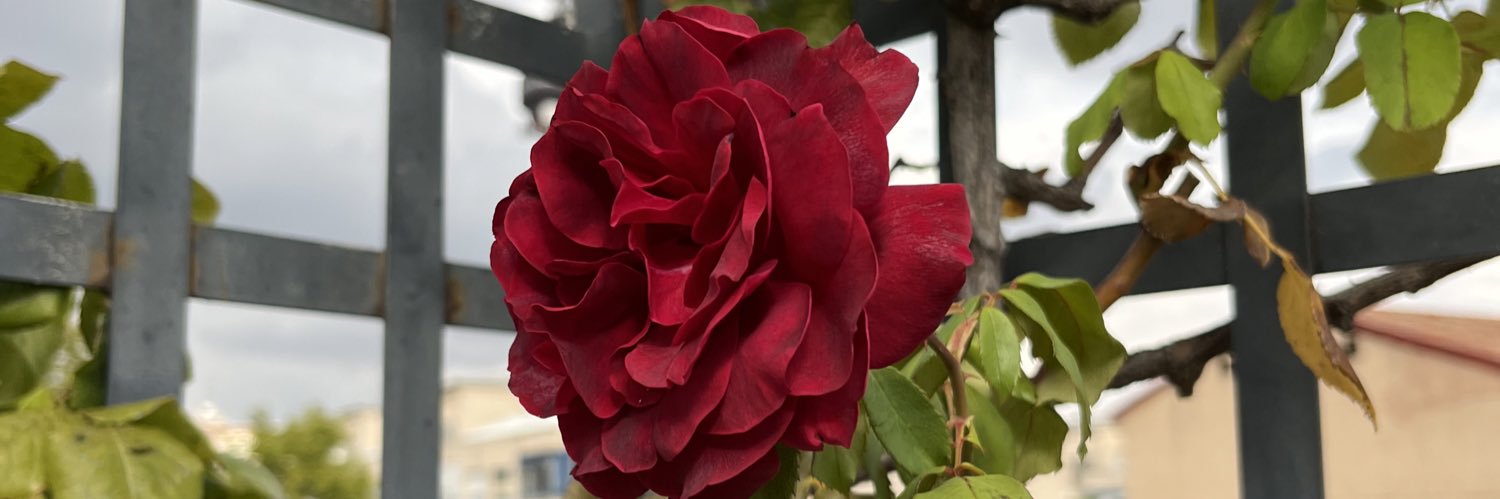 rosimelany's profile banner image