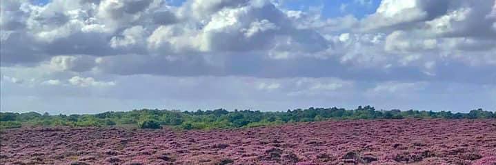 scheerbart 🏴󠁧󠁢󠁥󠁮󠁧󠁿🇬🇧 banner