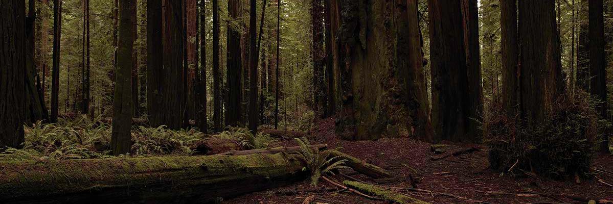 iotforest's profile banner image
