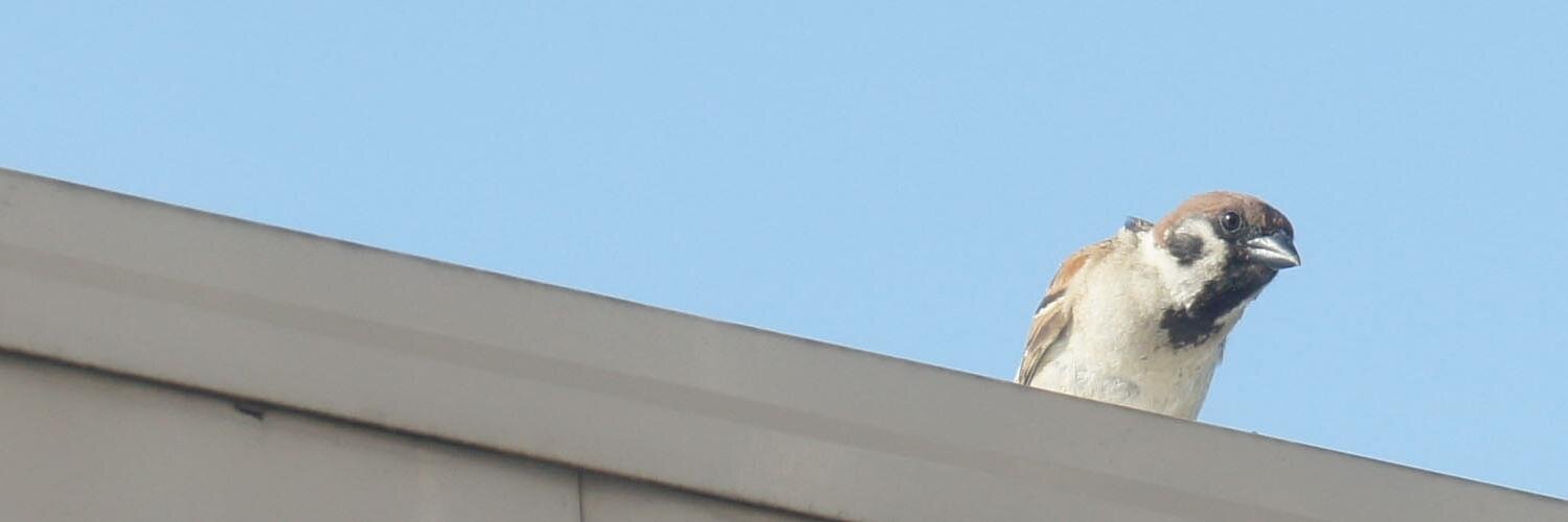 oidajp's profile banner image
