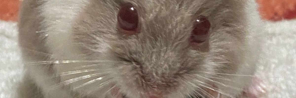 yari_morenno's profile banner image